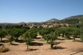 Olive trees on the field below the mounains, Kefalonia, Greece Royalty Free Stock Photo