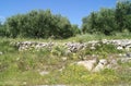 Olive trees field landscape in Spring season Royalty Free Stock Photo