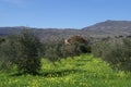 Olive trees field landscape in Spring season Royalty Free Stock Photo