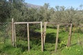 Olive trees field old gate Royalty Free Stock Photo