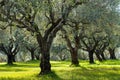 Olive trees Royalty Free Stock Photo