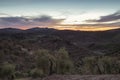 Olive trees field at sunset, Seville, Spain Royalty Free Stock Photo