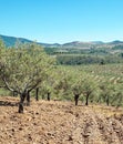 Olive trees