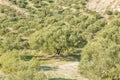 Olive trees in fields. Large olive plantations in the the mountains. Royalty Free Stock Photo