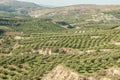 Olive trees in fields. Large olive plantations in the the mountains. Royalty Free Stock Photo