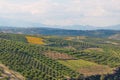 Olive trees in fields. Large olive plantations in the the mountains. Royalty Free Stock Photo