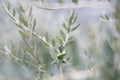 Olive trees in fog morning. Olive trees garden. Mediterranean olive field ready for harvest. Italian olive`s grove with ripe fres