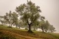 Olive trees in the fog.