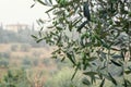 Olive trees in foggy morning in Tuscany Italiy. Olive trees garden. Mediterranean olive field ready for harvest.