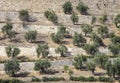 Olive trees at the foot of the Temple Mount, Jerusalem, Israel Royalty Free Stock Photo