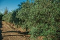 Olive trees full of fruits in a farm Royalty Free Stock Photo
