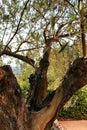 Olive trees full of olives in a plantation