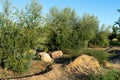 Olive trees in full production in a crop field under blue summer sky.