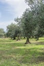 olive trees full of ripe fruits in a farm