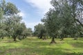 olive trees full of ripe fruits in field