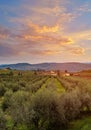 Olive trees garden in Italy. Tuscan country landscape with olive trees and blue sky. Italian olive garden at dusk Royalty Free Stock Photo