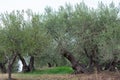 Olive trees garden. Mediterranean farm ready for harvest. Italian olive\'s grove Royalty Free Stock Photo