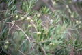 Olive trees garden. Mediterranean farm ready for harvest. Italian olive\'s grove with fresh green olives. Royalty Free Stock Photo