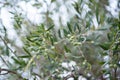 Olive trees garden. Mediterranean farm ready for harvest. Italian olive\'s grove with fresh green olives. Royalty Free Stock Photo