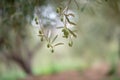 Olive trees garden. Mediterranean olive farm ready for harvest. Italian olive`s grove with ripe olives Royalty Free Stock Photo