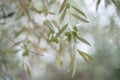 Olive trees garden. Mediterranean olive farm ready for harvest. Italian olive`s grove with ripe olives Royalty Free Stock Photo