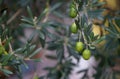 Olive trees garden. Mediterranean olive field ready for harvest. Italian olive's grove with ripe fresh olives. Fresh Royalty Free Stock Photo