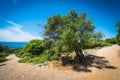 Olive Trees Garden, Mediterranean old olive field. Croatia olive grove, Lun, island Pag. - Image Royalty Free Stock Photo