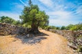 Olive Trees Garden, Mediterranean old olive field. Croatia olive grove, Lun, island Pag. - Image Royalty Free Stock Photo