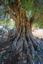 Olive Trees Garden, Mediterranean old olive field. Croatia olive grove, Lun, island Pag. - Image Royalty Free Stock Photo
