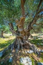 Olive Trees Garden, Mediterranean old olive field. Croatia olive grove, Lun, island Pag. - Image Royalty Free Stock Photo