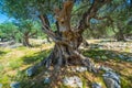 Olive Trees Garden, Mediterranean old olive field. Croatia olive grove, Lun, island Pag. - Image Royalty Free Stock Photo
