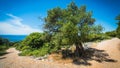 Olive Trees Garden, Mediterranean old olive field. Croatia olive grove, Lun, island Pag. - Image Royalty Free Stock Photo