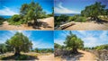 Olive Trees Garden, Mediterranean old olive field. Croatia olive grove, Lun, island Pag. - Image Royalty Free Stock Photo