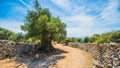 Olive Trees Garden, Mediterranean old olive field. Croatia olive grove, Lun, island Pag. - Image Royalty Free Stock Photo