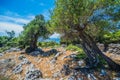 Olive Trees Garden, Mediterranean old olive field. Croatia olive grove, Lun, island Pag. - Image Royalty Free Stock Photo