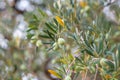 Olive trees garden after rain. Mediterranean olive farm ready for harvest. Italian olive`s grove Royalty Free Stock Photo