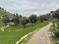 Olive trees in Gehenna Valley in Jerusalem Royalty Free Stock Photo