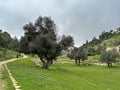 Olive trees in Gehenna Valley in Jerusalem Royalty Free Stock Photo