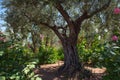 Olive trees in Gethsemane garden, Jerusalem