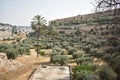 Olive Trees and a Giant Palm tree in Mount of Olives Jerusalem