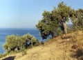 Olive trees. Greece.