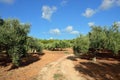 Olive trees Greece Royalty Free Stock Photo