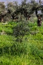 Olive trees in Greece