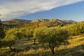 Olive trees in Greece Royalty Free Stock Photo