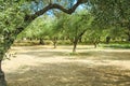 Olive trees - Greece Royalty Free Stock Photo