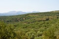 Olive trees in an olive grove in mountains in Crete. Royalty Free Stock Photo