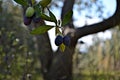 Olive trees. Olive grove. natural sunny agricultural Olives on a branch Olives tree garden Royalty Free Stock Photo