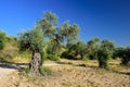 Olive trees grove. Royalty Free Stock Photo