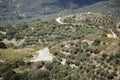 Overview of an olive grove on a Lasithi mountainside, Crete