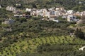 Olive trees growing in an olive grove Eastern Crete, Europe.